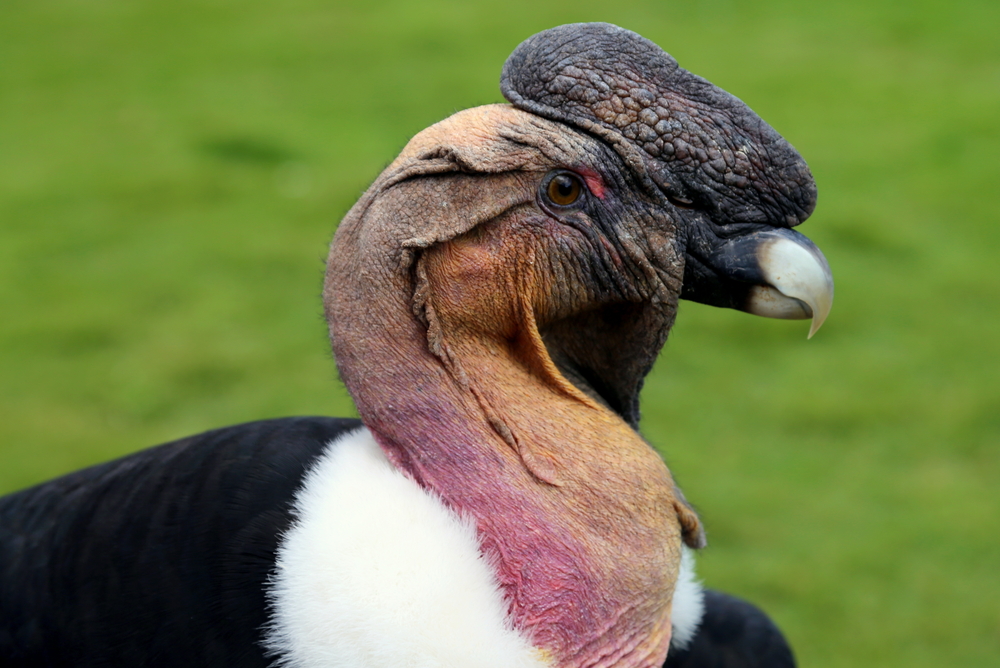 Closeup from male andean condor
