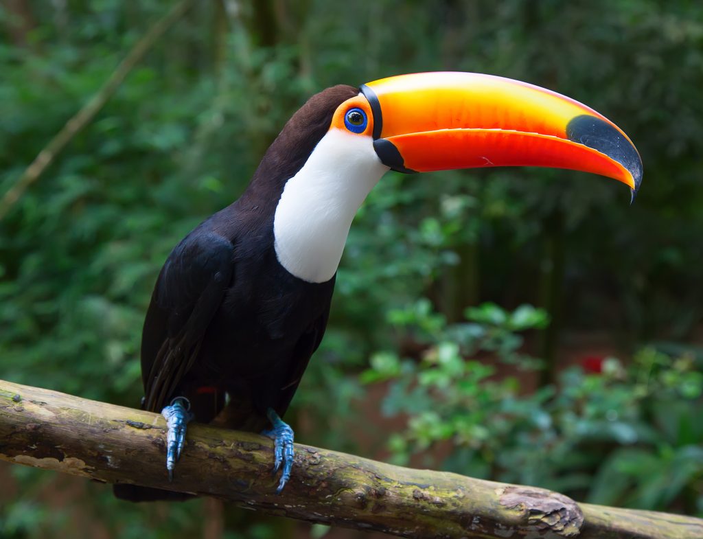 Toco Toucan in the wild.