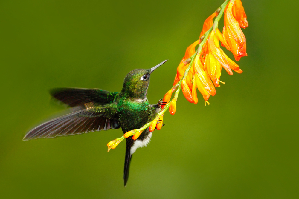 Hummingbirds in Peru. 