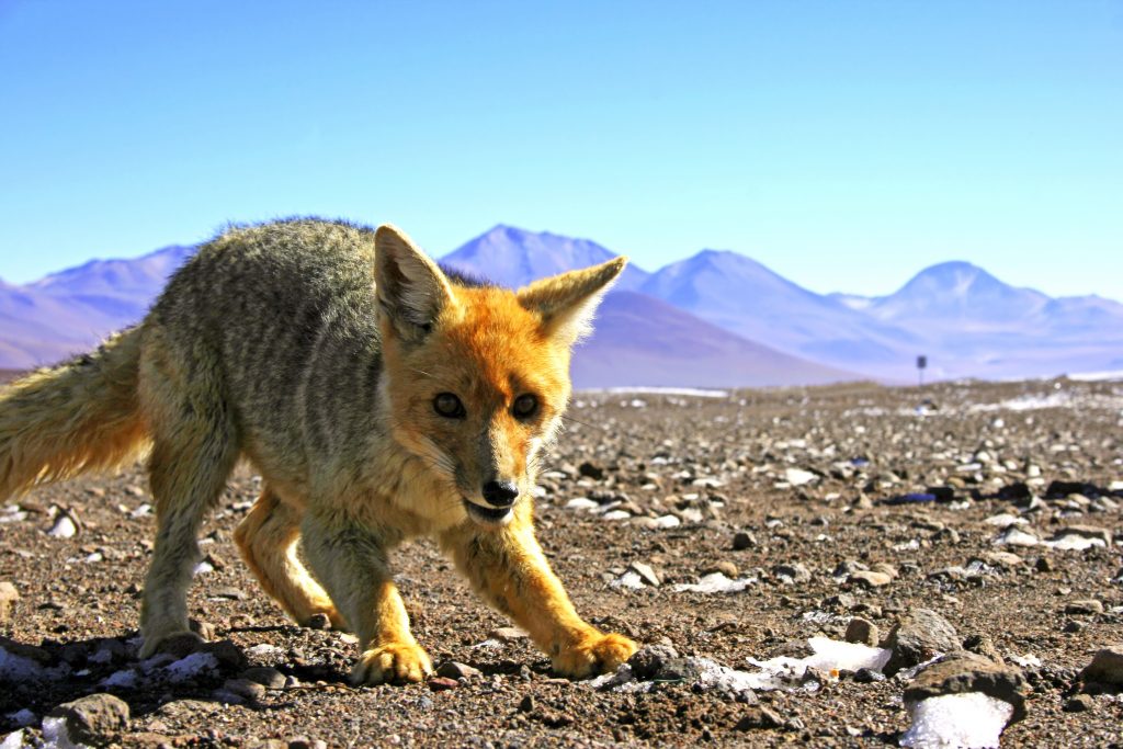Fox Andean credit shutterstock