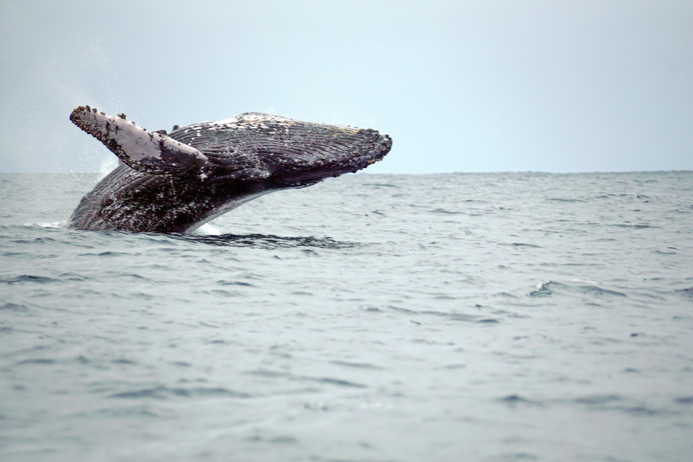 Humpback Whale swimming in the Pacific ocean at Puerto Lopez, Ecuador