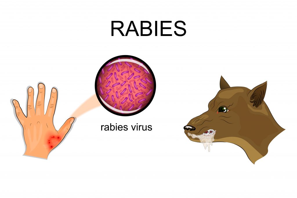 Rabies virus