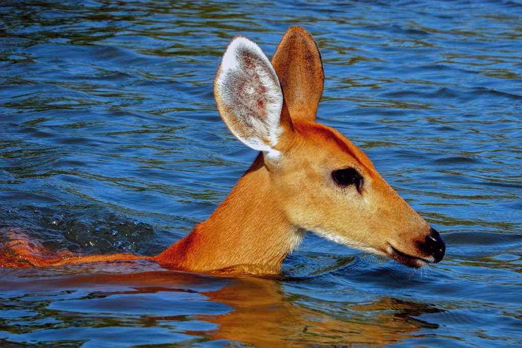 Marsh Deer in the water.