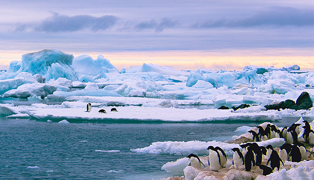 Penguins amongst the ice, Antarctica