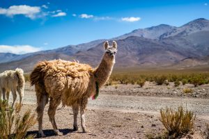 Llama in the Andes credit shutterstock