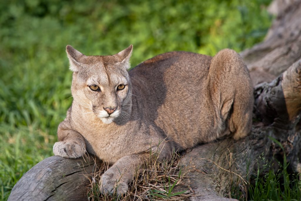 Puma or Cougar in Patagonia - Puma concolor credit shutterstock
