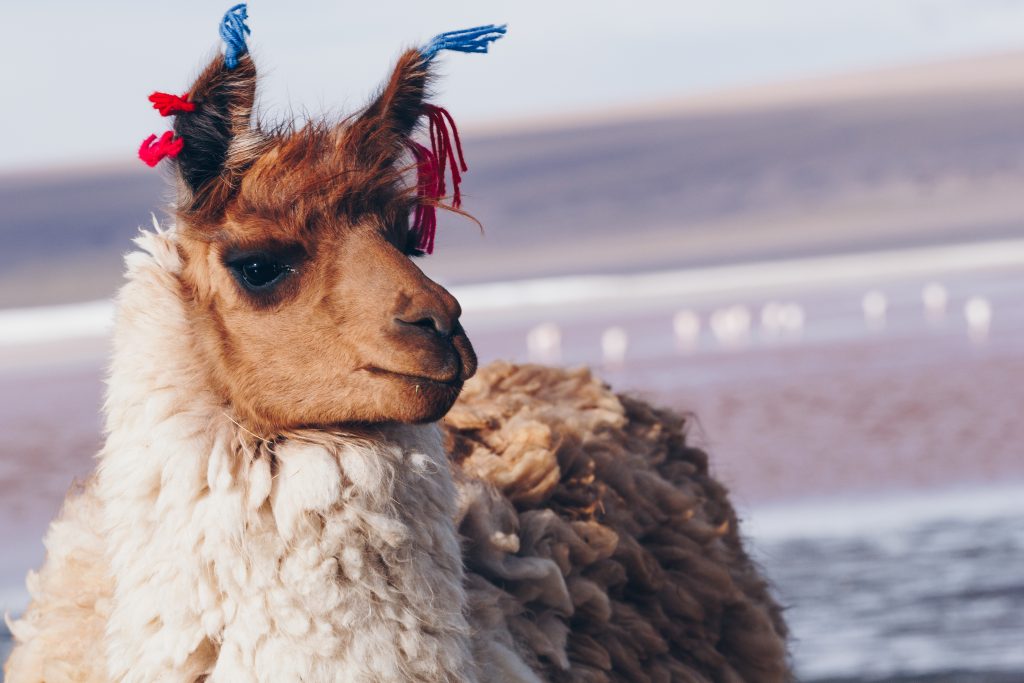 Llama standing on the Laguna Colorada, Bolivia