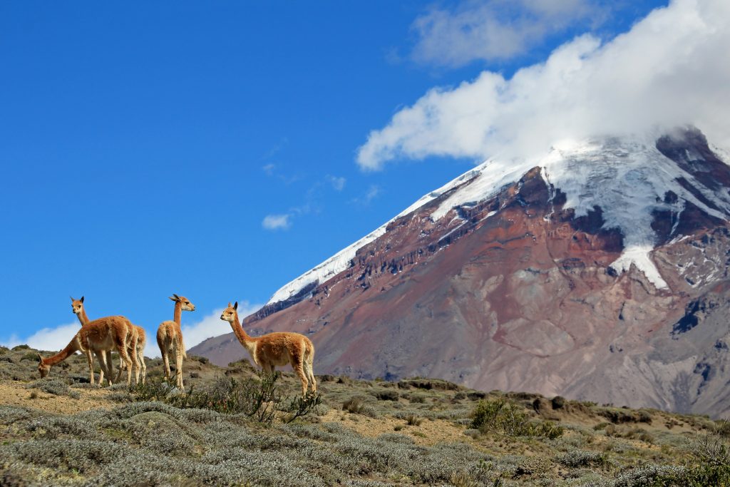 Beautiful morning view of mountain, river, and a group of guanacos at Torres del Paine National Park, Chile. credit shutterstock