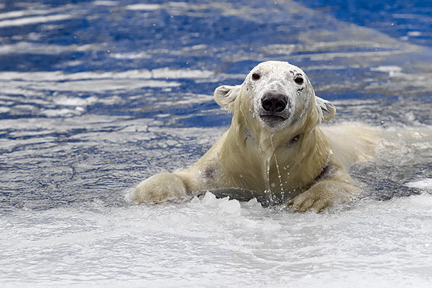 A patient photographer catches the moment a polar bear pops up through the ice. Photo: Shutterstock