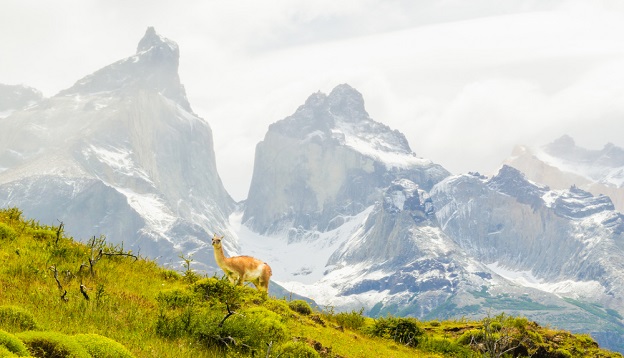 A guanaco animal in Torred Del Pain National Park, Patagonia.