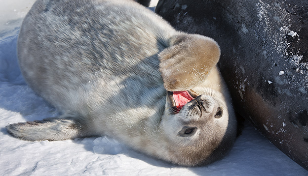 Seal rests on the snowy slopes of the Antarctic