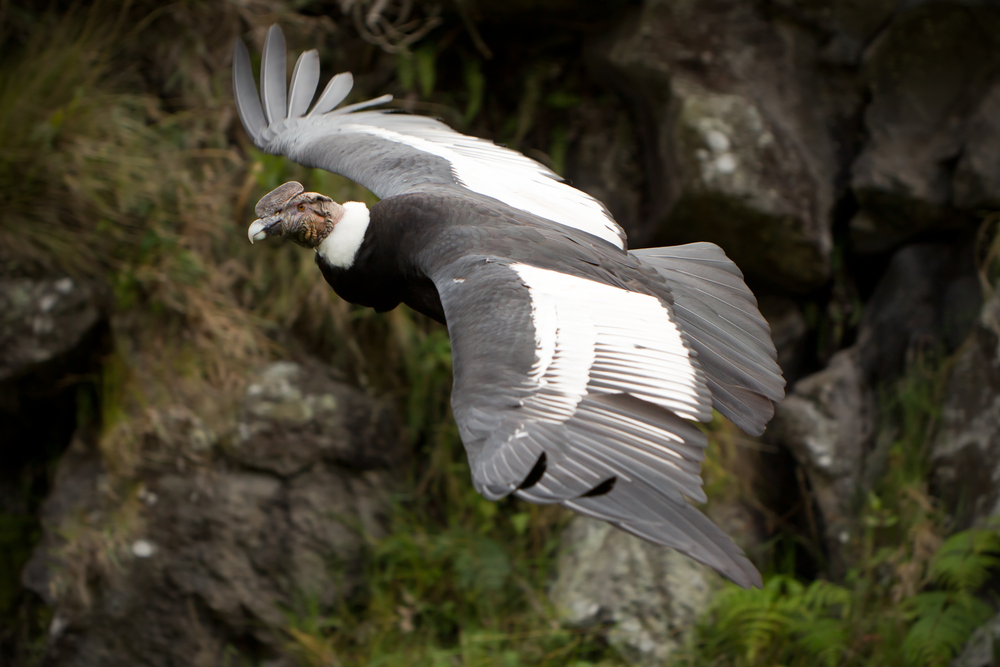 flying andean condor over mountains