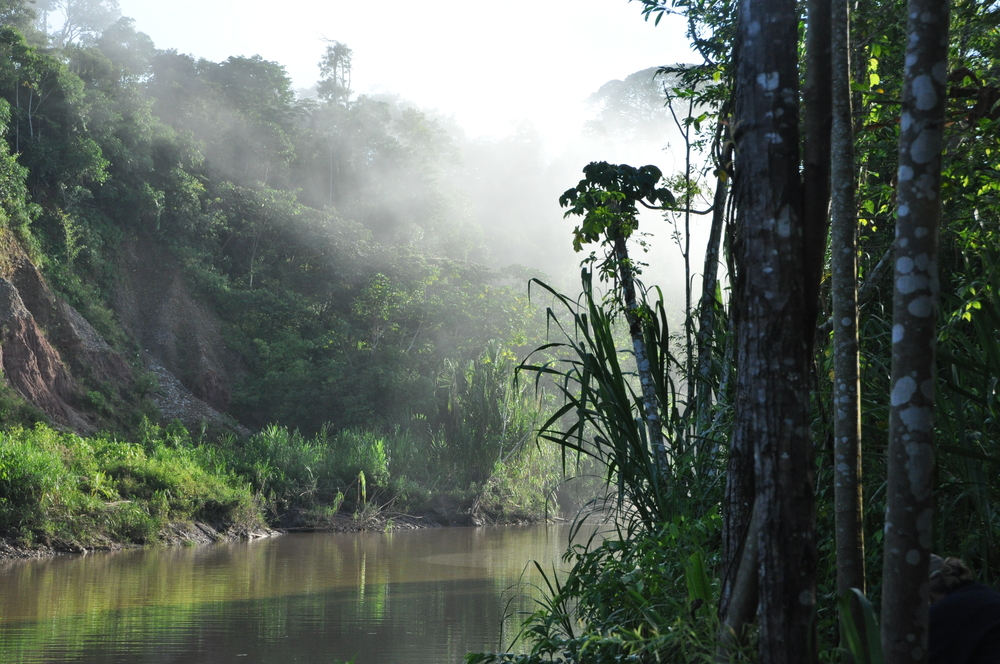 Peruvian rainforest