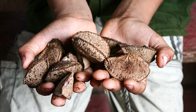 A producer's hand with fresh Brazil nuts in the Amazon