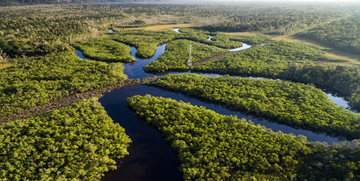 Depart from Tariri Amazon Lodge - Manaus
