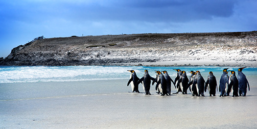 Finding The Falklands