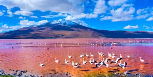 Siloli Desert - Coloured Lagoons (REA) - Uyuni
